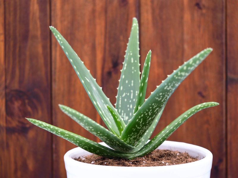 How to Make Your Own Aloe Vera Makeup Remover  | Shutterstock