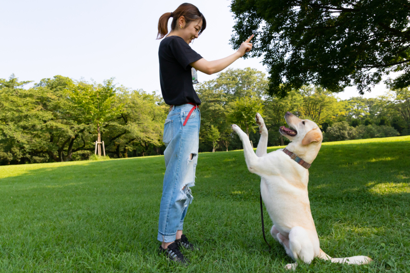 The Origin of Dog Training  | Getty Images photo by Daisuke Morita