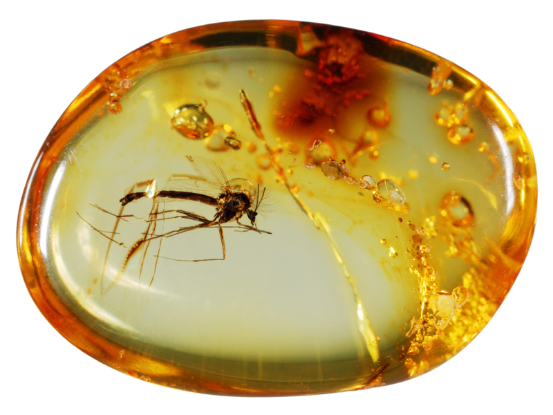 Strange Ancient Insect Found Fossilized in a Piece of Indonesian Opal | Alamy Stock Photo by Stefan Sollfors 