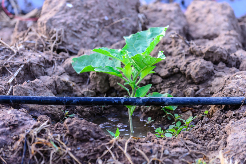 Time Your Planting | Shutterstock