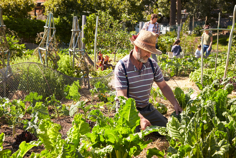 Community Gardens: Underappreciated Agricultural Spaces | Shutterstock