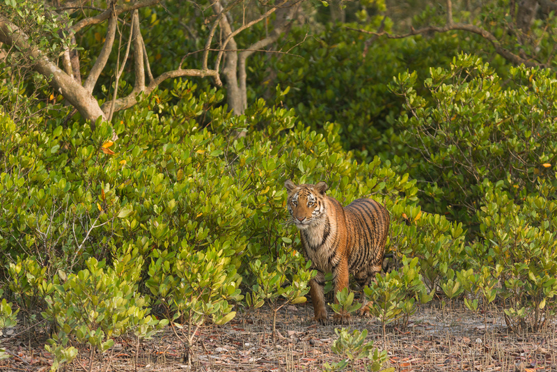 The Sundarbans Mangroves Are Home to Bengal Tigers | Shutterstock