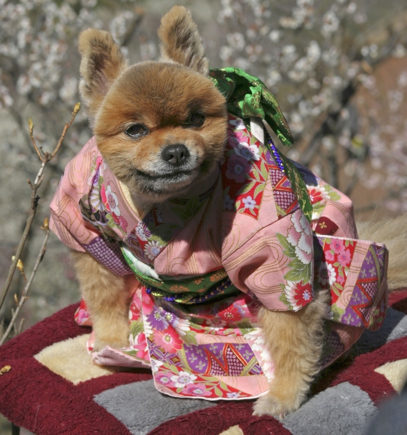 Doggy Dress Up | Alamy Stock Photo by Hideo Kurihara