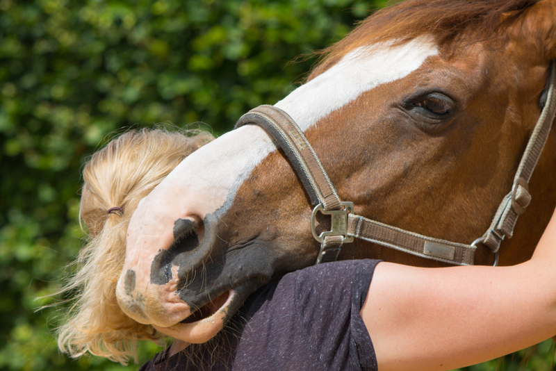 Everyone But the Horse | Shutterstock