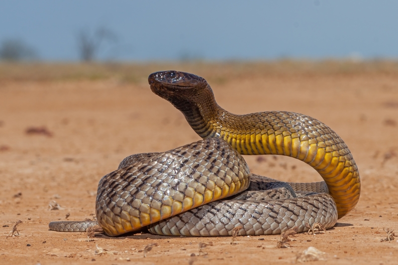 Inland Taipan | Shutterstock