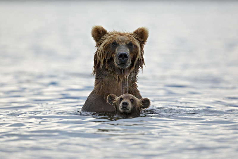 Grizzly Bear | Getty Images Photo by Marco Mattiussi