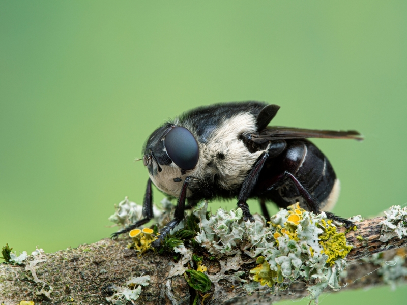 Botfly | Shutterstock