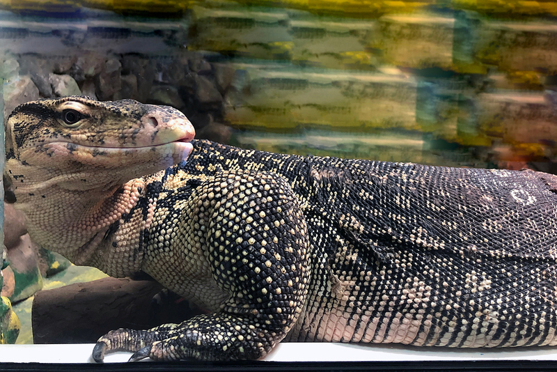 Monitor Lizard | Shutterstock