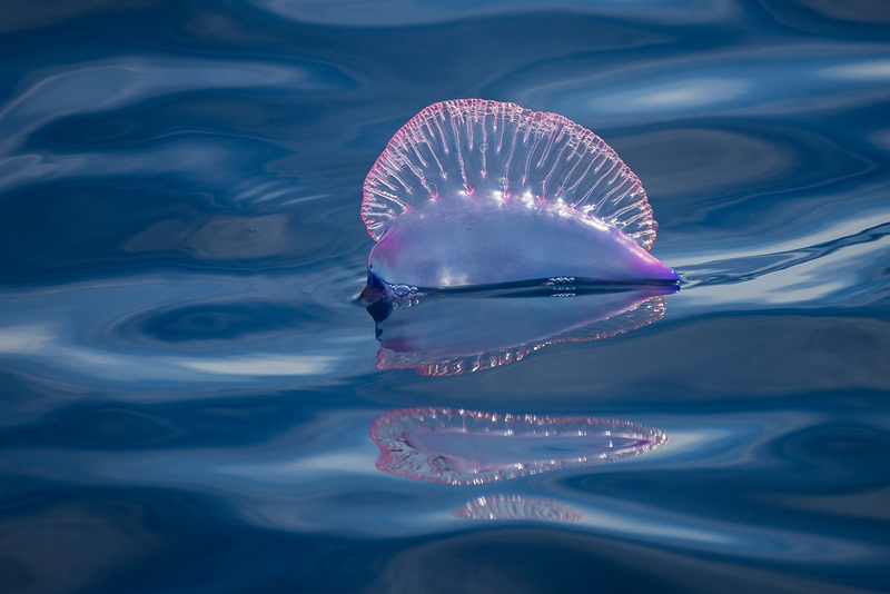 Portuguese Man o’War | Shutterstock