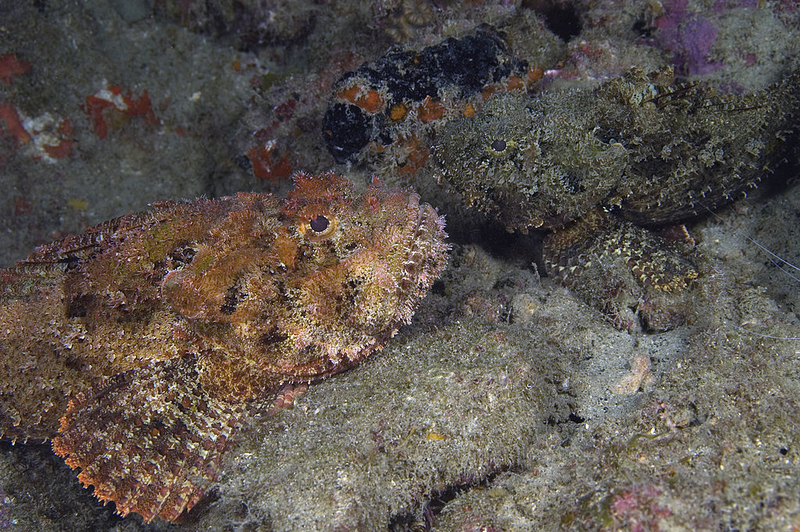 Stonefish | Getty Images Photo by Wild Horizons