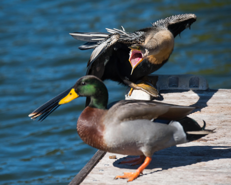 An Unhinged Anhinga | Alamy Stock Photo by Puffins Pictures