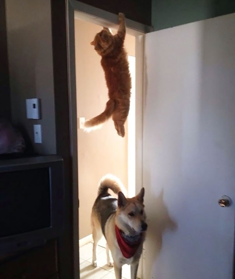 Mission Impossible- Feline Style | Imgur.com/Cebdxga