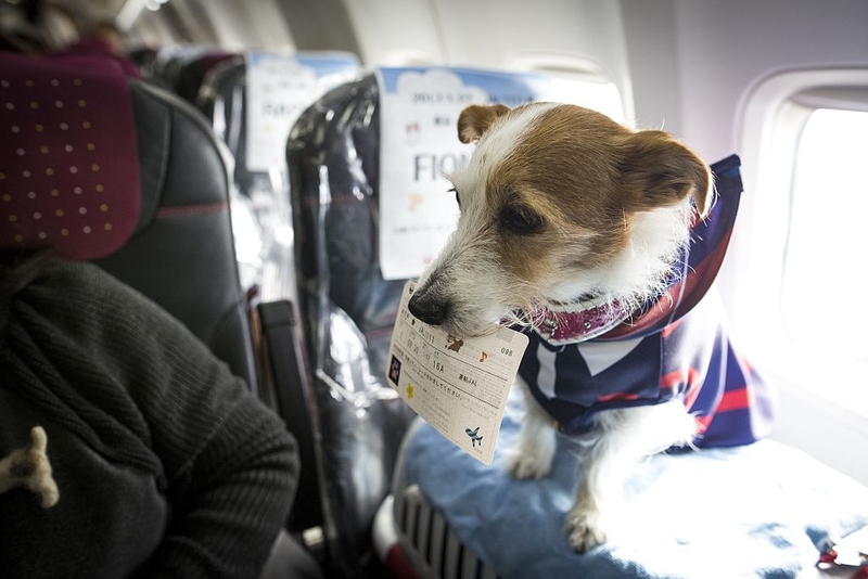 Doggy Tour | Getty Images Photo by Richard Atrero de Guzman/Anadolu Agency