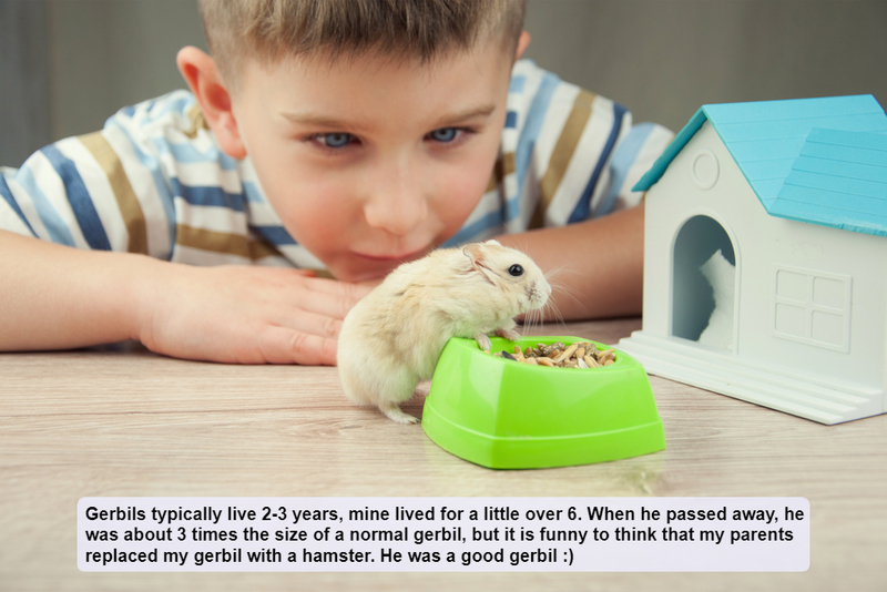 El roedor que vivió | IgorAleks/Shutterstock